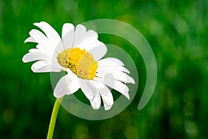 Single white chamomile flower with yellow core on blurred green background with bokeh effect