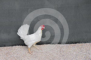 Single white chicken outdoors looking right at grey background