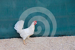 Single white chicken outdoors looking right turquoise background