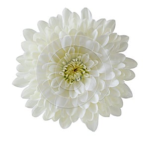 Single White Chrysanthemum photo