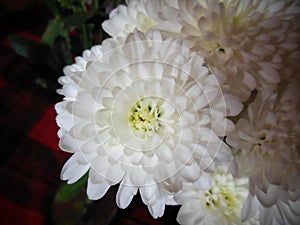 Single white Chrysanthemum flower close up