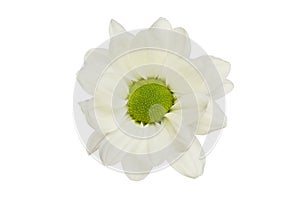 Single white chrysanthemum