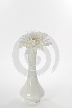 Single white chrysanthemum flower over white background