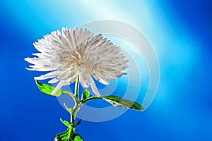 Single white chrysanthemum flower plant on blue background, studio shot