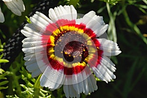 Single White Chrysanthemum with Red and Yellow Centre.