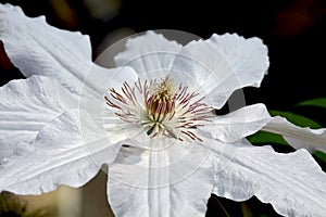 Single white clematis flower