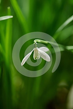 Single white common snowdrop flower growing against a green copy space background in a remote field. Closeup Galanthus