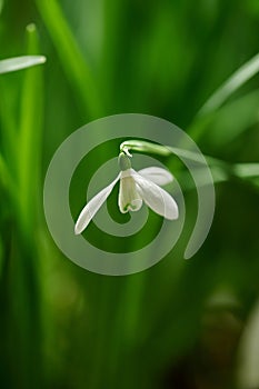 Single white common snowdrop flower growing against a green copy space background in a remote field. Closeup Galanthus