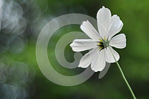 Single white cosmo flower