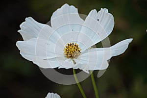 Single white cosmo flower in nature