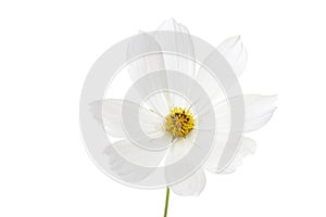 Single white Cosmos bipinnatus flower