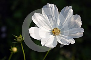 Cosmos, white