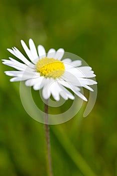Single white daisy