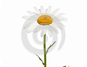 Single White Daisy Flower on White Background