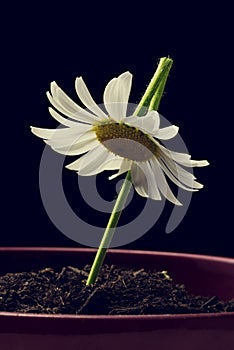 Single white daisy in a flower pot