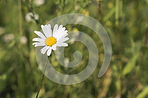 A single white Daisy in a green meadow.