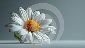 Single white daisy in minimalist setting - generative ai