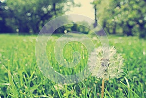 Single white dandelion in the grass, vintage concept.