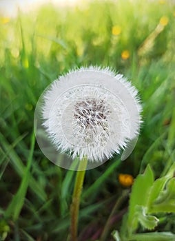 Single white dandelion on a green grass background. Close up macro stock photo