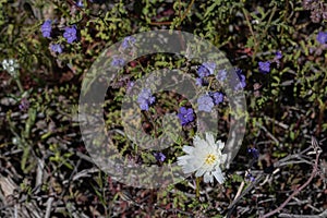 Single white desert chicory wildflower with purple Phacelia, scorpion weed, found on southwest hiking trials in southern