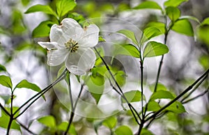Single White dogwood tree bloom in the spring