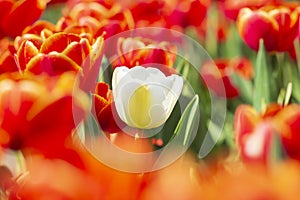 Single white Dutch tulip growing in a red flower bed