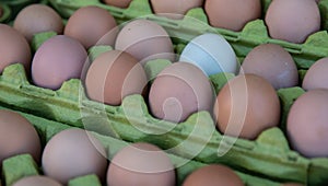 Single White egg surrounded by brown eggs