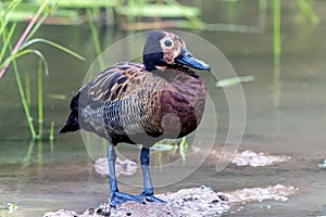 Single White Faced Whistling Duck at Water Hole