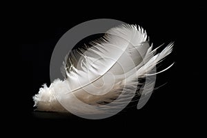 Solitary white fluffy feather with a black background