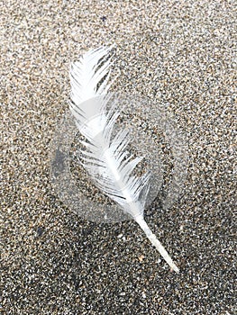 Single White Feather on the Beach