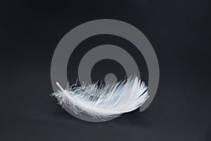 A single white feather isolated on a black background