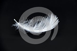 A single white feather isolated on a black background