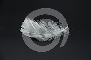 A single white feather isolated on a black background