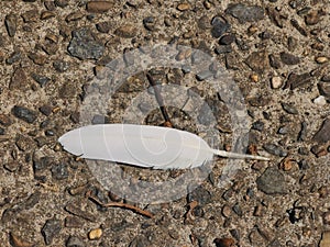 Single white feather on pebble dashed ground with space for copy