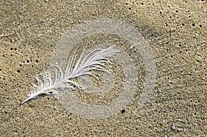 Single white feather on sandy beach
