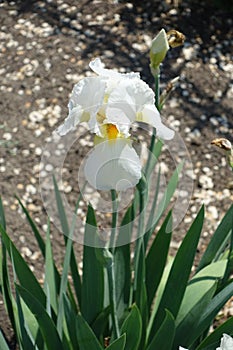 Single white flower of German iris