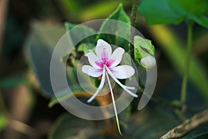 Single white flower on bluer background color white and green and other