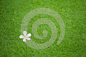 Single white flower on green grass background, selective focus