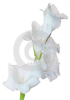 A single white flower with a green stem is the main focus of the image