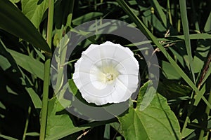 White flower, hedge bindweed, calystegia sepium