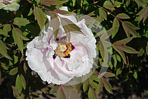 Single white flower in the leafage of purple-leaved tree peony in May