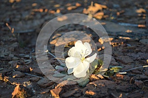 Single white flower in northern Arizona desert