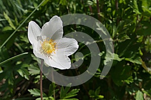 Single white flower of Snowdrop Anemone plant, also called snowdrop windflower, latin name Anemonoides Sylvestris