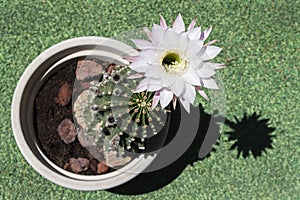 Single White Flower on an Ugly Potted Echinopsis Cactus