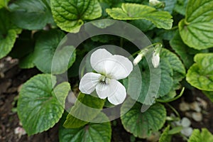 Single white flower of Viola sororia albiflora in May