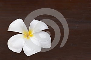 Single white frangipani flower on brown wooden background,