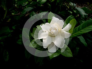 Single White Gardenia Flower Blooming