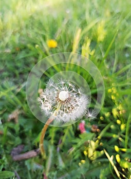 Single white half dandelion on a green grass background. Close up macro stock photo