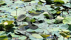 Single White Hindu lotus
