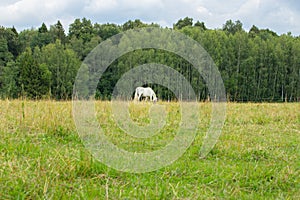 A single white horse grazes in a meadow. Countryside green landscape with grass field and forest in the background